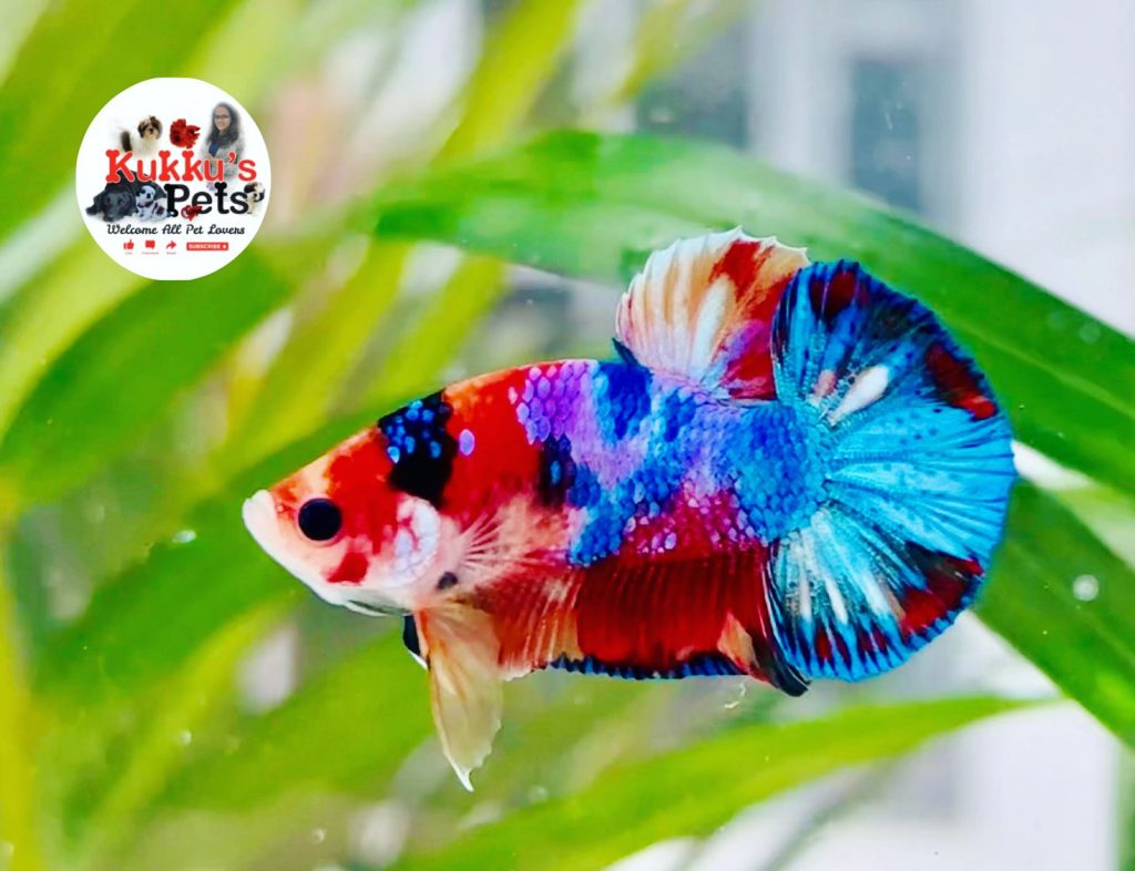 Nemo candy plakat betta