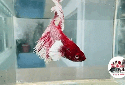 Lavender dumbo ear HM betta pair