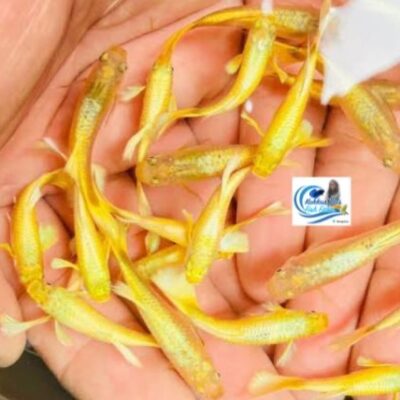 Gold guppy pair