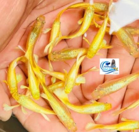 Gold guppy pair