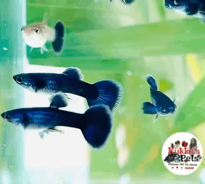 Dark blue Guppies | Electric Blue Guppies | Moscow blue guppy | Black Guppies