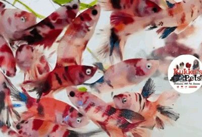Nemo ohm females