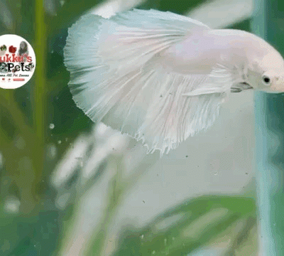 Milky white dumbo ear HM betta pair