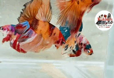 Multi coloured  HM Betta Male