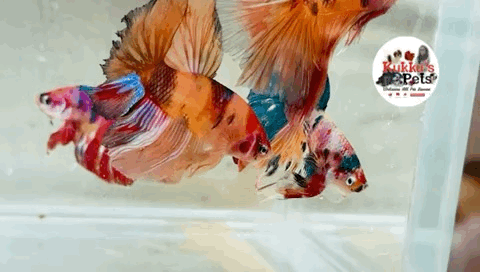 Multi coloured  HM Betta Male