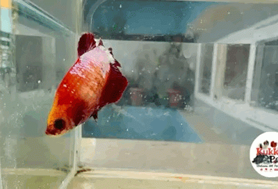 Exotic Plakat Betta Female
