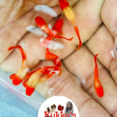 Albino Red Ear KOI Guppies in Bangalore