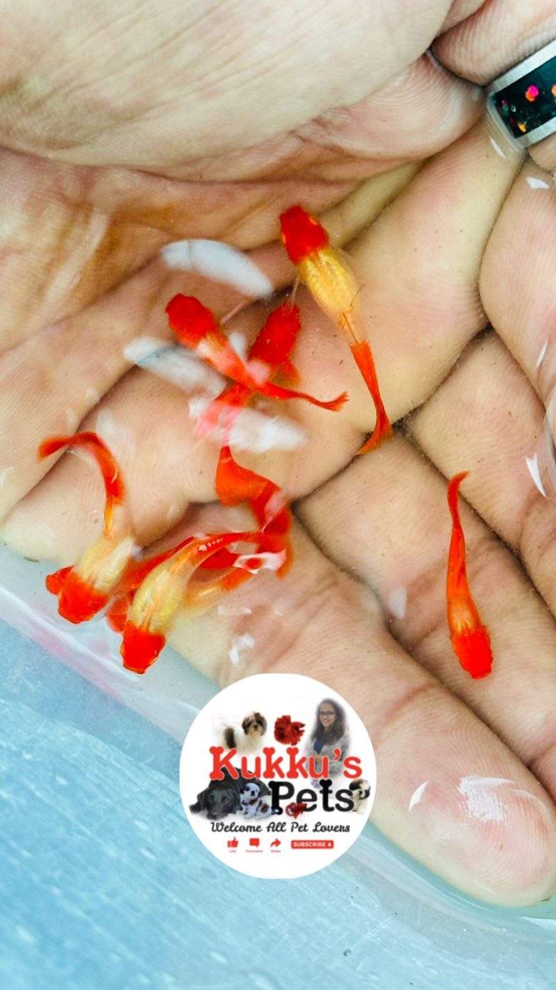 Albino Red Ear KOI Guppies in Bangalore