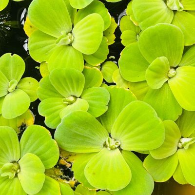Water Cabage/ water lettuce plant available in Bangalore