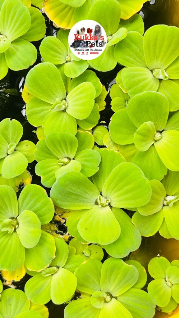 Water Cabage/ water lettuce plant available in Bangalore