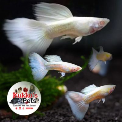 Albino Full Platinum White Pair in bangalore