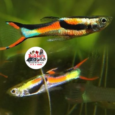 Black Bar Endler Guppy Pairs in bangalore
