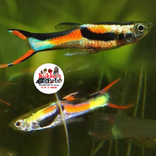 Black Bar Endler Guppy Pairs in bangalore