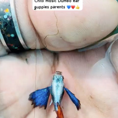 Chilli mosaic dumbo ear guppy