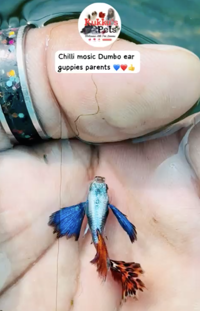 Chilli mosaic dumbo ear guppy