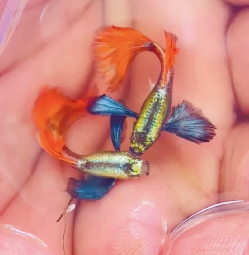 Platinum dumbo ear ohm guppy