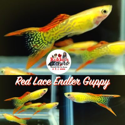Red Lace Endler Guppy Pair in bangalore