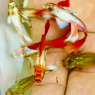 Santa claus guppy