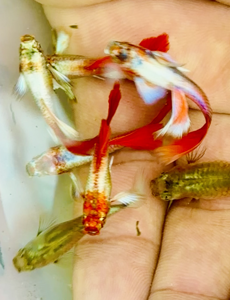 Santa claus guppy