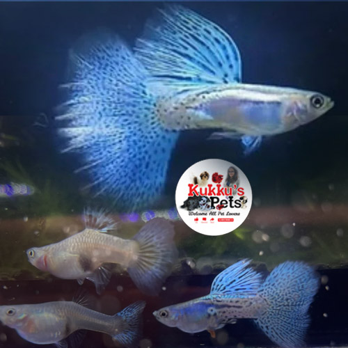Blue grass guppy pair