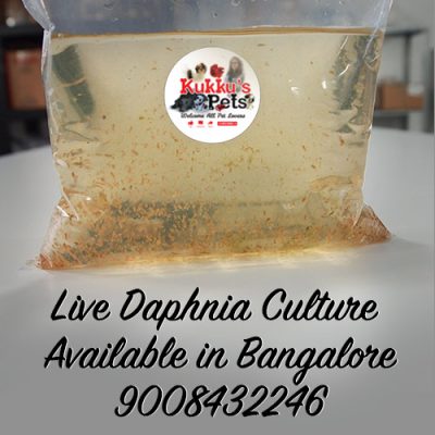 Daphnia Culture Available in Bangalore – Kukkus Pets