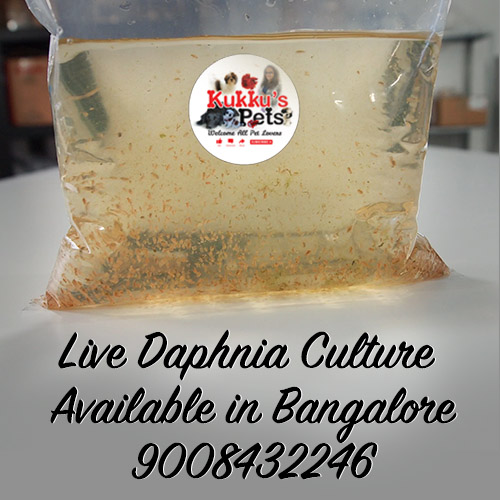 Daphnia Culture Available in Bangalore – Kukkus Pets