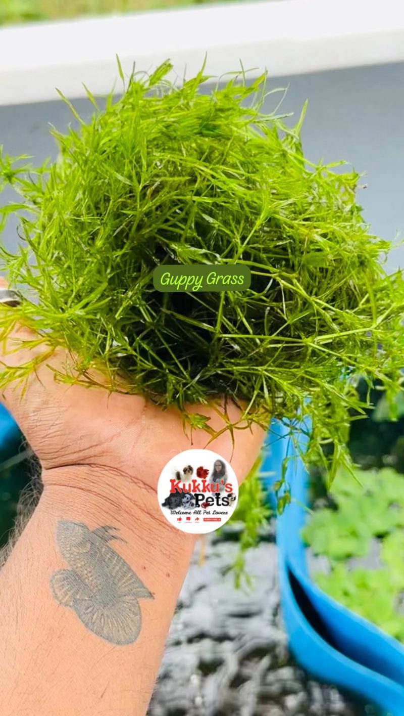 Water plant for sale in bangalore