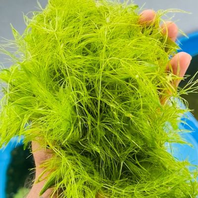 Foxtail plant in Bangalore