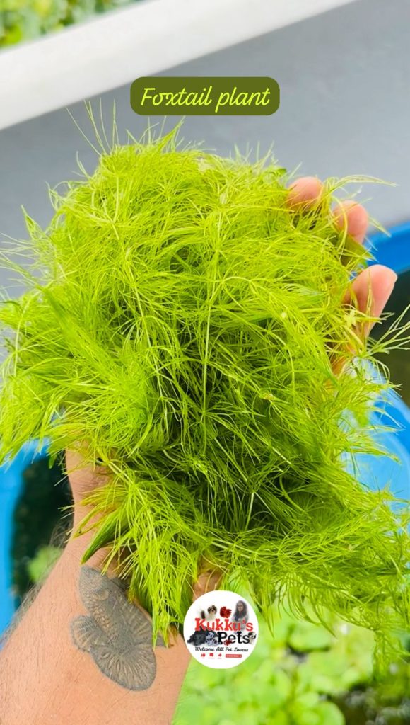 Foxtail plant in Bangalore