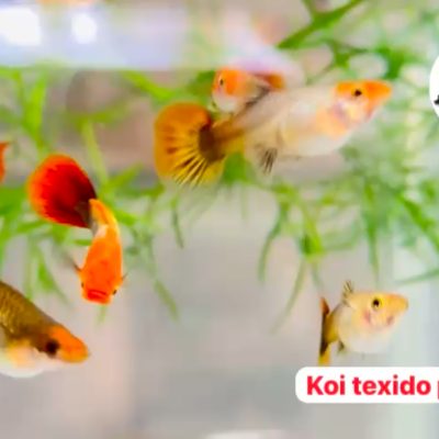 KOI Tuxedo guppy