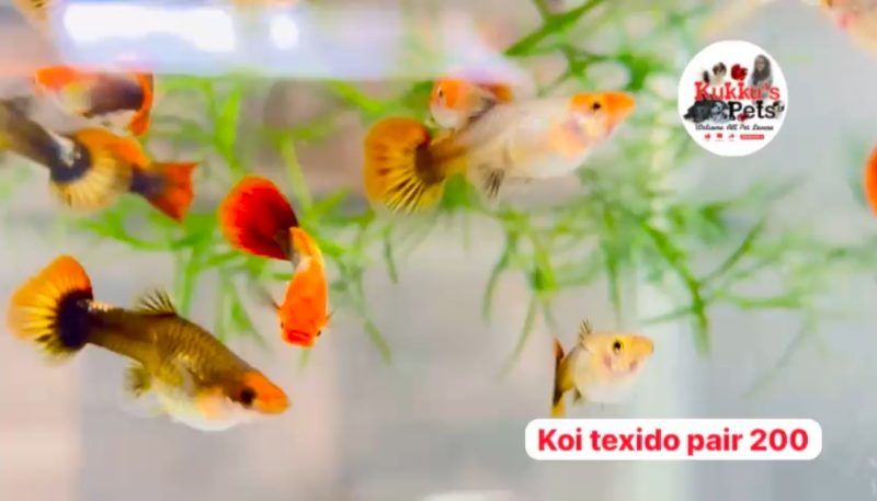 KOI Tuxedo guppy