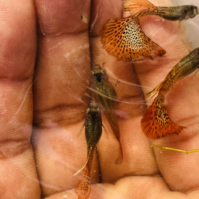 Metal red lace guppy