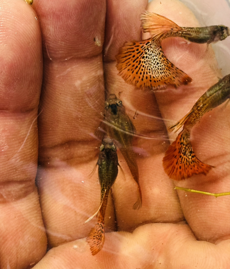 Metal red lace guppy