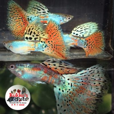 Red grass guppy pair