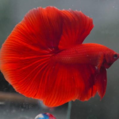 Red ohm betta pair