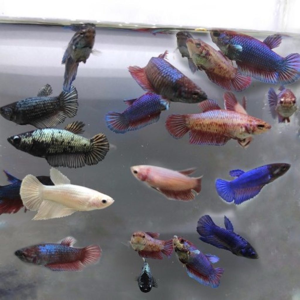 Betta ohm females, Red, Blue, Black, Thai flag color