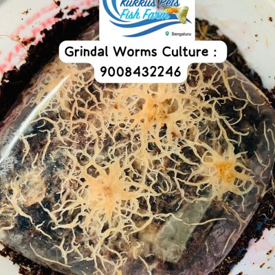 gridalworms-culture-in-bangalore