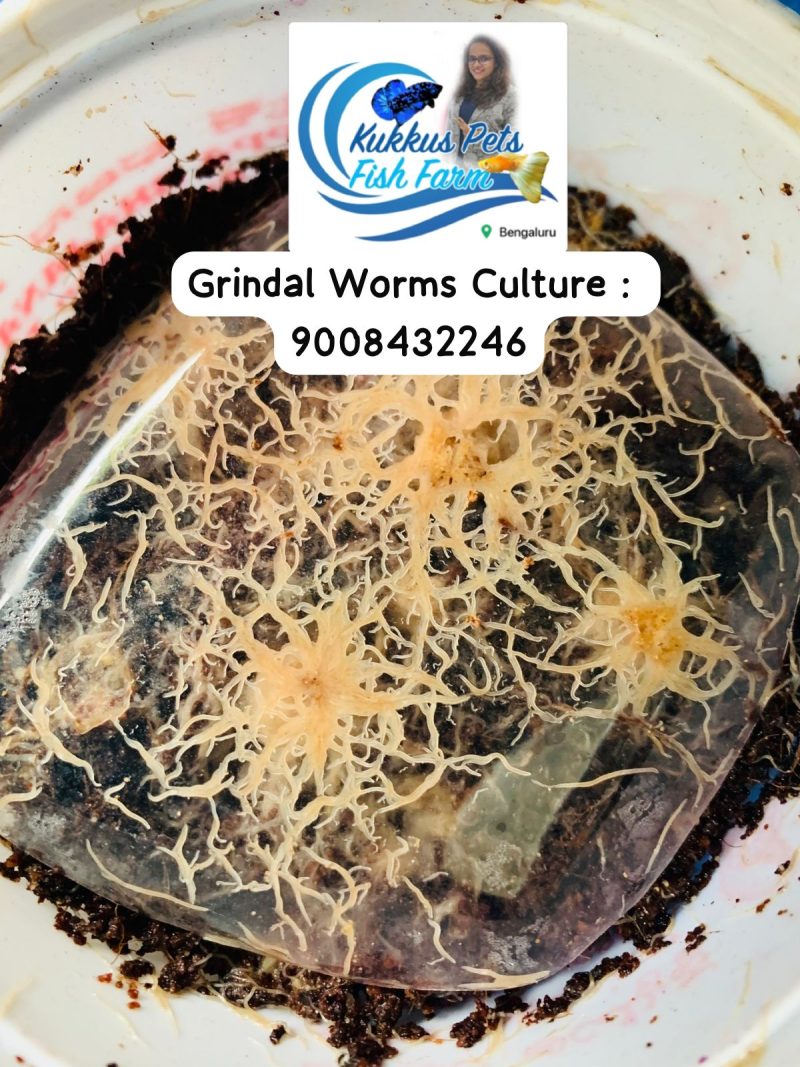 gridalworms-culture-in-bangalore