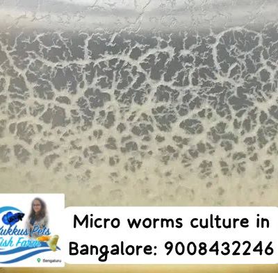 microworms-culture-in-bangalore