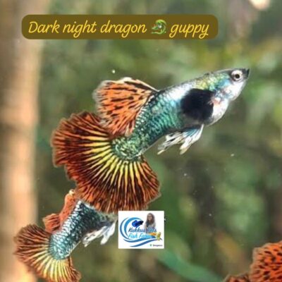 Dark night dragon dumbo ear new line pair 200