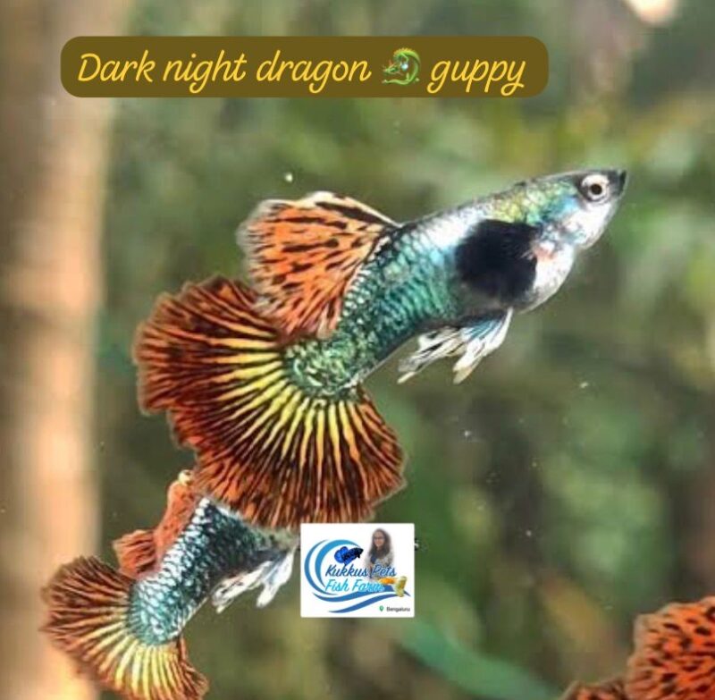 Dark night dragon dumbo ear new line pair 200