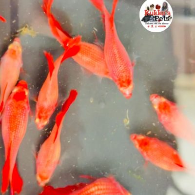 Red ohm egg loaded female 100