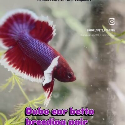 Lavender dumbo ear plakat pair 800
