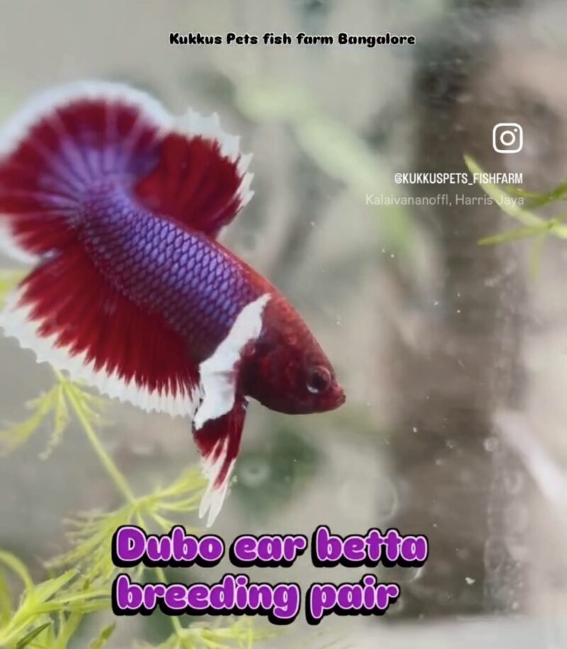 Lavender dumbo ear plakat pair 800