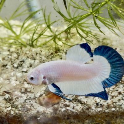 Blue rim plakat Betts pair in Bangalore
