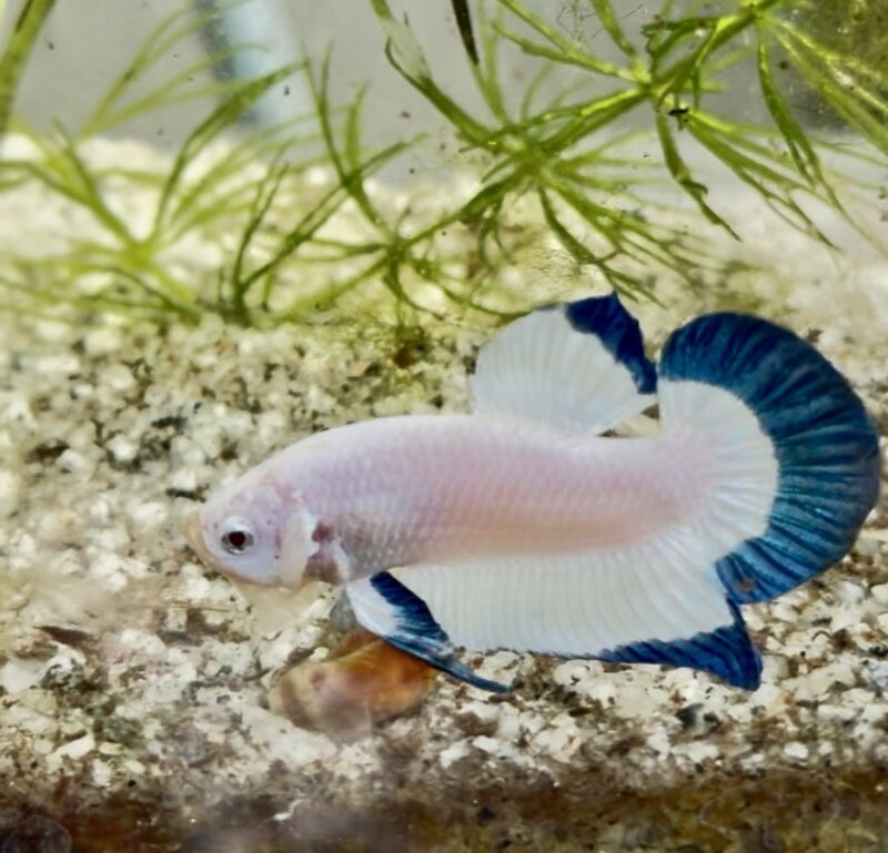 Blue rim plakat Betts pair in Bangalore