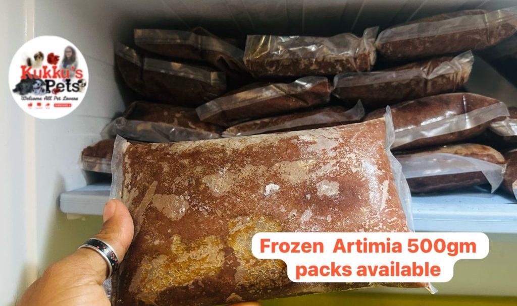 Frozen Artemia