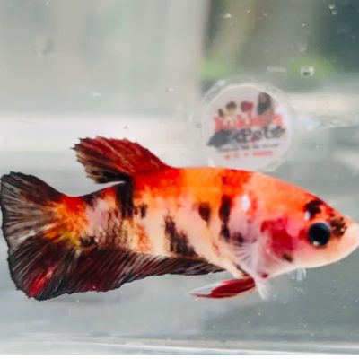 Nemo candy female 200