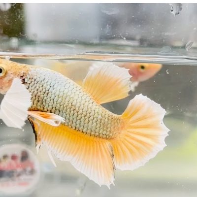 Pineapple dumbo ear plakat Betts pair 800