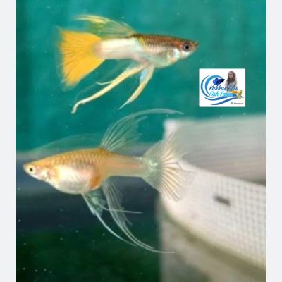 Ribbon 🎀 Gull ear 👂 Premium Yellow Pingu guppy breeding pair